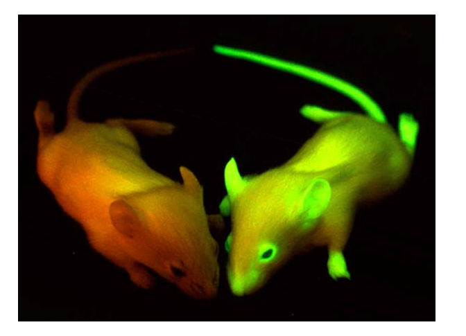 熒光蛋白定位激發光源GFP-MDS-96/BN