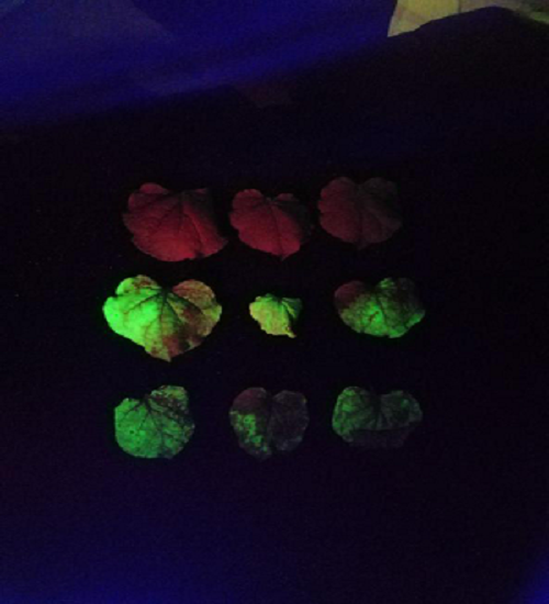 1615971817771593.png 圖片12.png