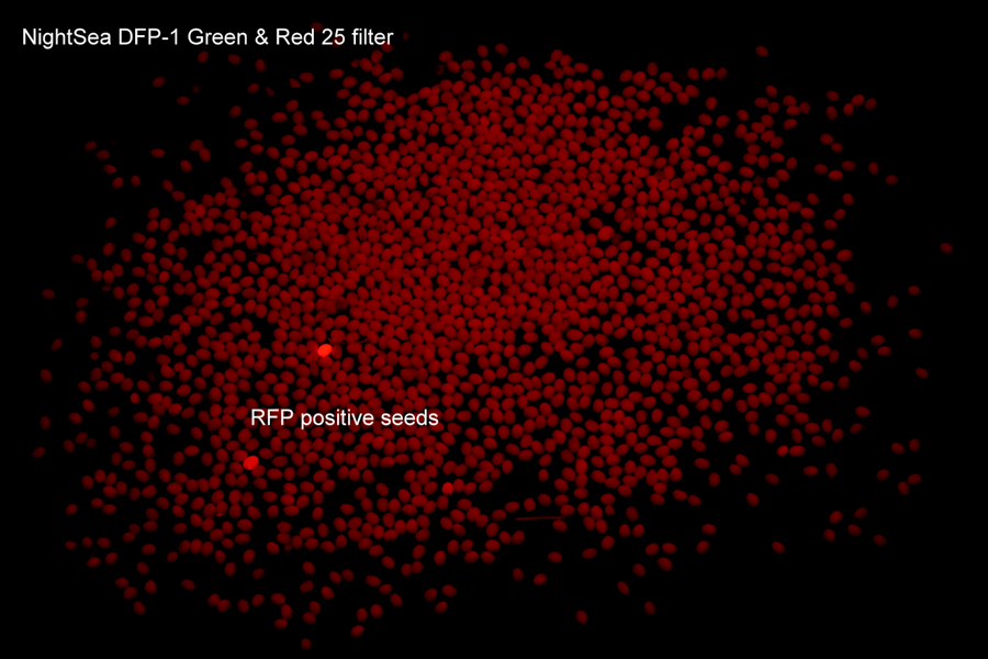 RFP陽性和陰性黃色種子的熒光圖像 RFP陽性和陰性黃色種子的熒光圖像