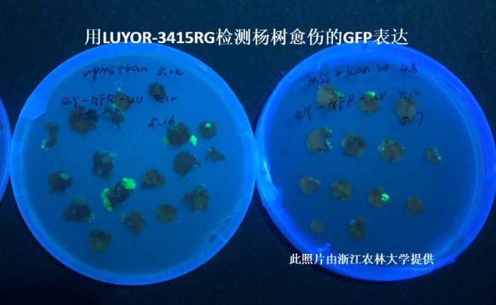 LUYOR-3145RG觀察楊樹愈傷組織中的gfp熒光蛋白的表達 LUYOR-3145RG觀察楊樹愈傷組織中的gfp熒光蛋白的表達