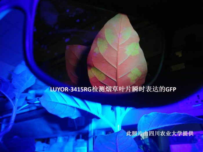 LUYOR-3415RG觀察煙草葉片中的GFP瞬時表達 LUYOR-3415RG照射煙草葉片中的GFP瞬時表達