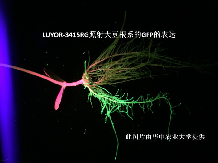 LUYOR-3145RG觀察大豆根係中的gfp熒光蛋白的表達 LUYOR-3145RG觀察大豆根係中的gfp熒光蛋白的表達