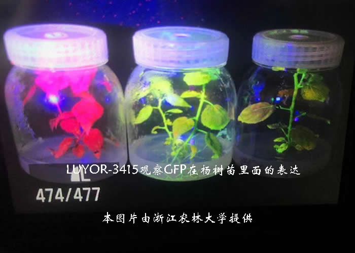 1571021761359892.jpg yangshu-1.jpg