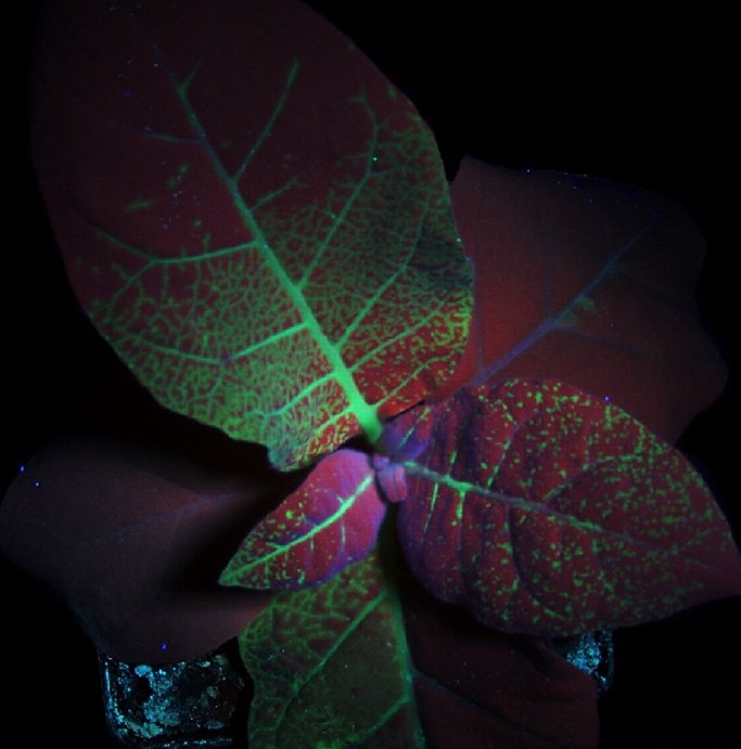 LUYOR-3410觀察煙草葉片的GFP表達 LUYOR-3410觀察煙草葉片的GFP表達