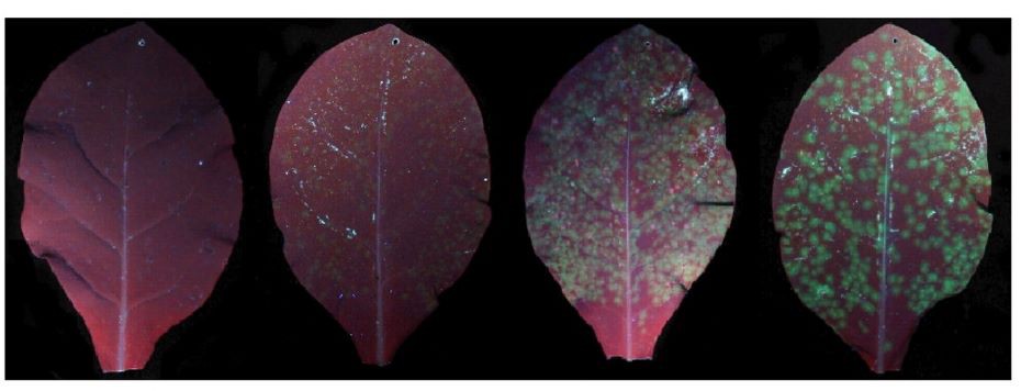 LUYOR-3410觀察煙草葉片的GFP表達 LUYOR-3410觀察煙草葉片的GFP表達