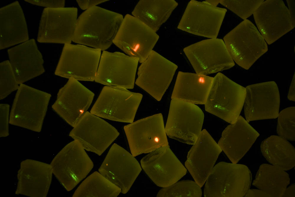 激發光源配合體視顯微鏡觀察到熒光