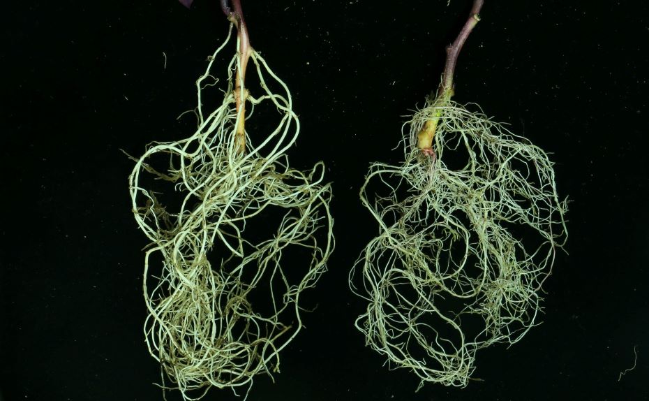 白光下的甘薯根係