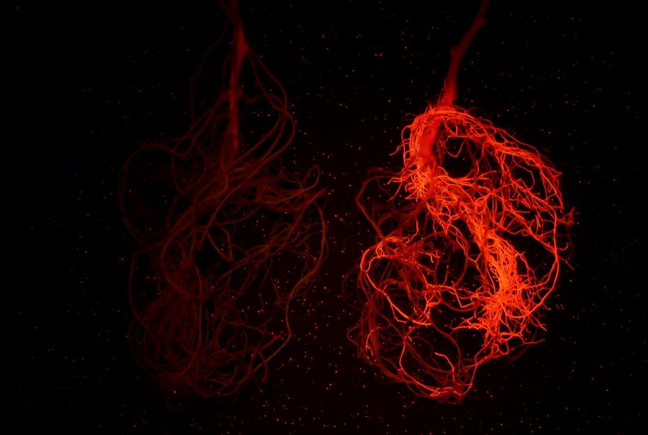 甘薯根係在LUYOR-3415RG照射下RFP熒光蛋白發光 甘薯根係在LUYOR-3415RG照射下RFP熒光蛋白發光