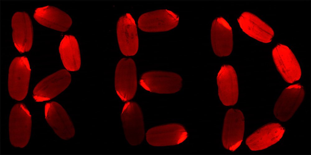 紅色熒光蛋白 TagRFP在水稻種子上麵表達的效果