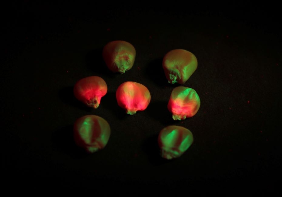 紅色熒光蛋白 TagRFP在玉米種子上麵表達的效果 紅色熒光蛋白 TagRFP在玉米種子上麵表達的效果