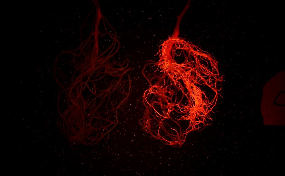 1644977748.jpg LUYOR-3430GR用於觀察紅色熒光蛋白在大豆根係的表達