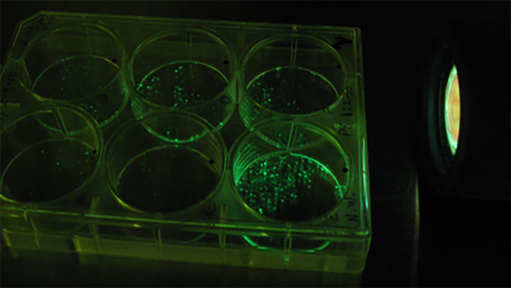 熒光手電筒照射培養皿，透過屏障濾光鏡觀察