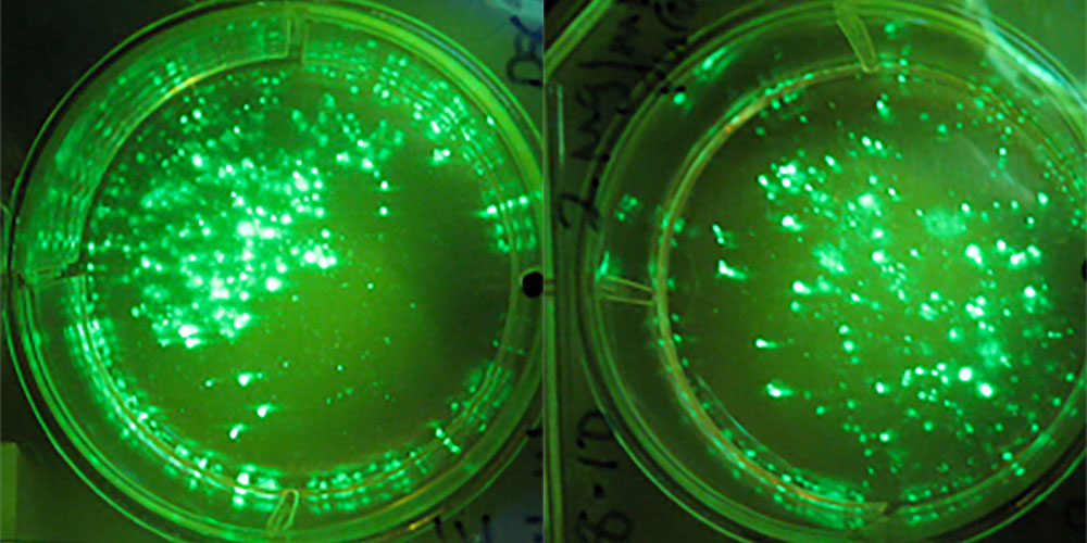 兩個由熒光手電筒照亮並通過屏障過濾玻璃查看的孔