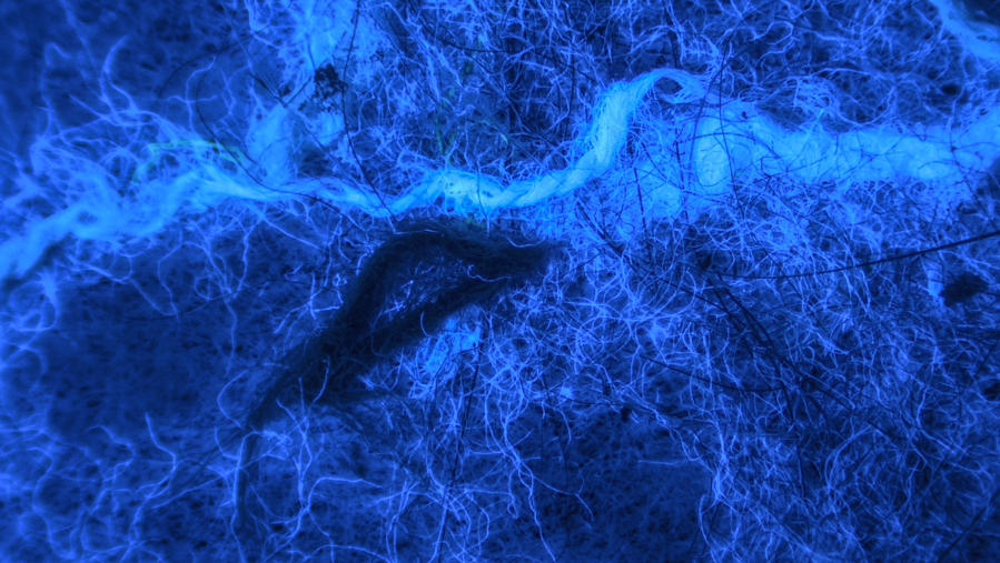 微塑料紫外光(365nm)照射的觀察效果 微塑料紫外光(365nm)照射的觀察效果