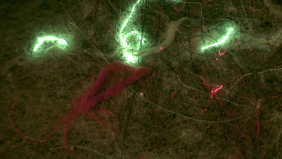 微塑料在藍光(450nm)照射的觀察效果 微塑料在藍光(450nm)照射的觀察效果