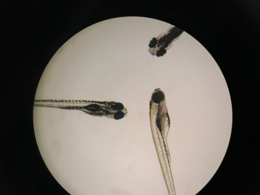 斑馬魚在白光照射下的圖像 斑馬魚在白光照射下的圖像