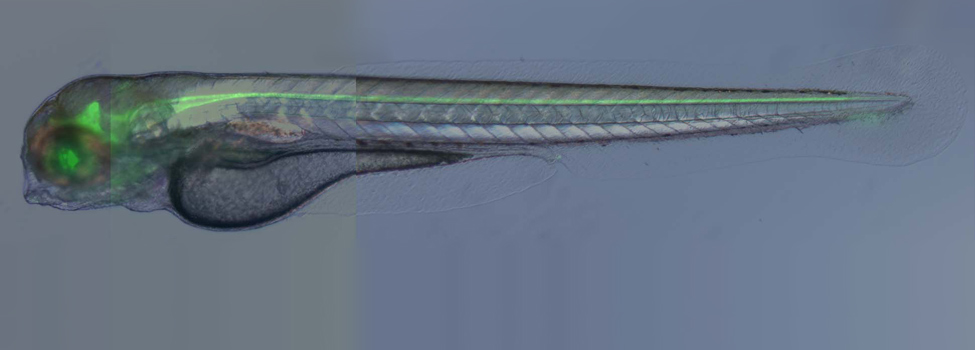 1649395027.jpg shhGFP-96h-4xcomp.jpg