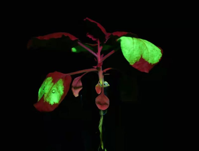 EGFP 表達 EGFP 表達