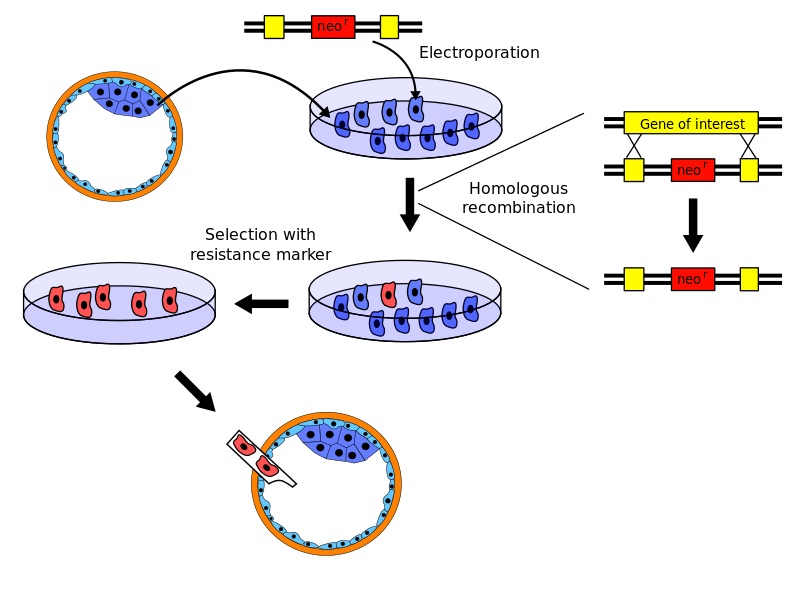 1649730395.jpg What-is-the-Difference-Between-Transient-and-Stable-Transfection_Figure2.jpg