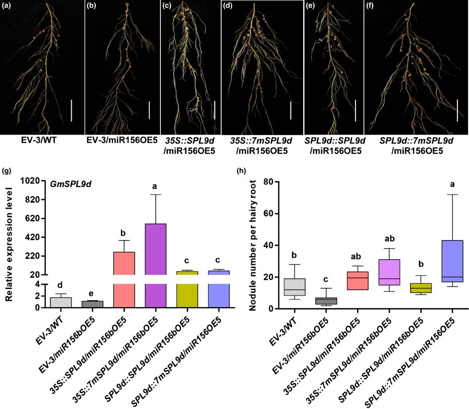 LUYOR-3415RG用於大豆根係轉化的檢測 LUYOR-3415RG用於大豆根係轉化的檢測