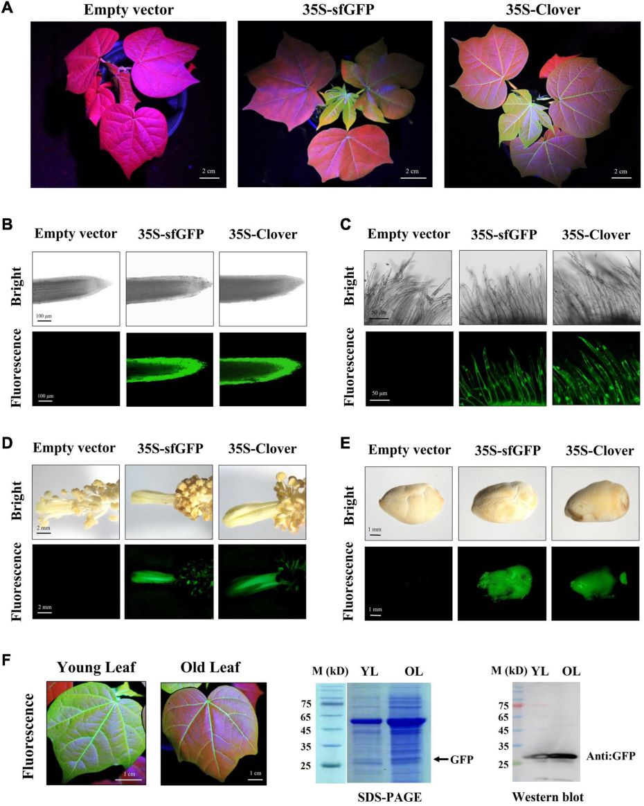 LUYOR-3415用於棉花基因篩選
