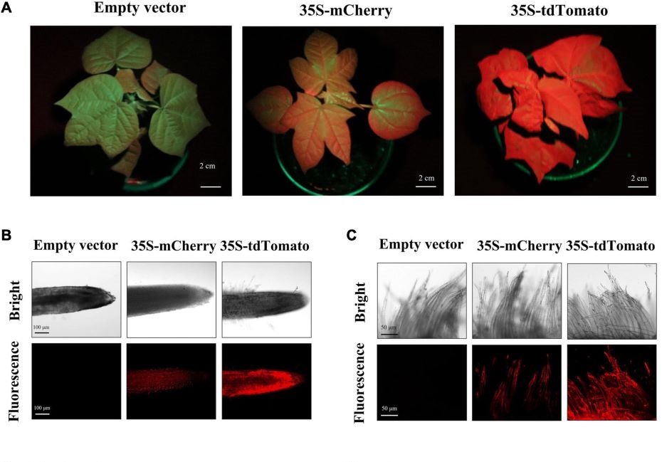 LUYOR-3415用於棉花基因篩選和視覺標記