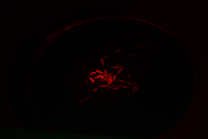 1652438607.jpg Xenopus_NXR_2012_044 (1).jpg