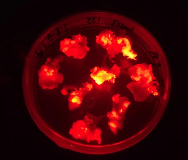 紅色熒光蛋白在愈傷上的表達 紅色熒光蛋白在愈傷上的表達