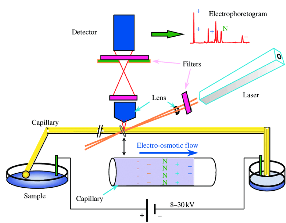 毛細管電泳的原理 毛細管電泳的原理