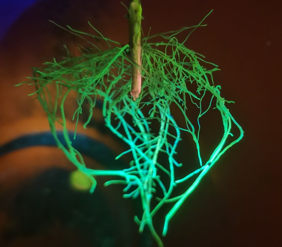 LUYOR-3415RG觀察GFP在大豆根係的表達