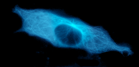 藍色熒光蛋白TagBFP 藍色熒光蛋白TagBFP