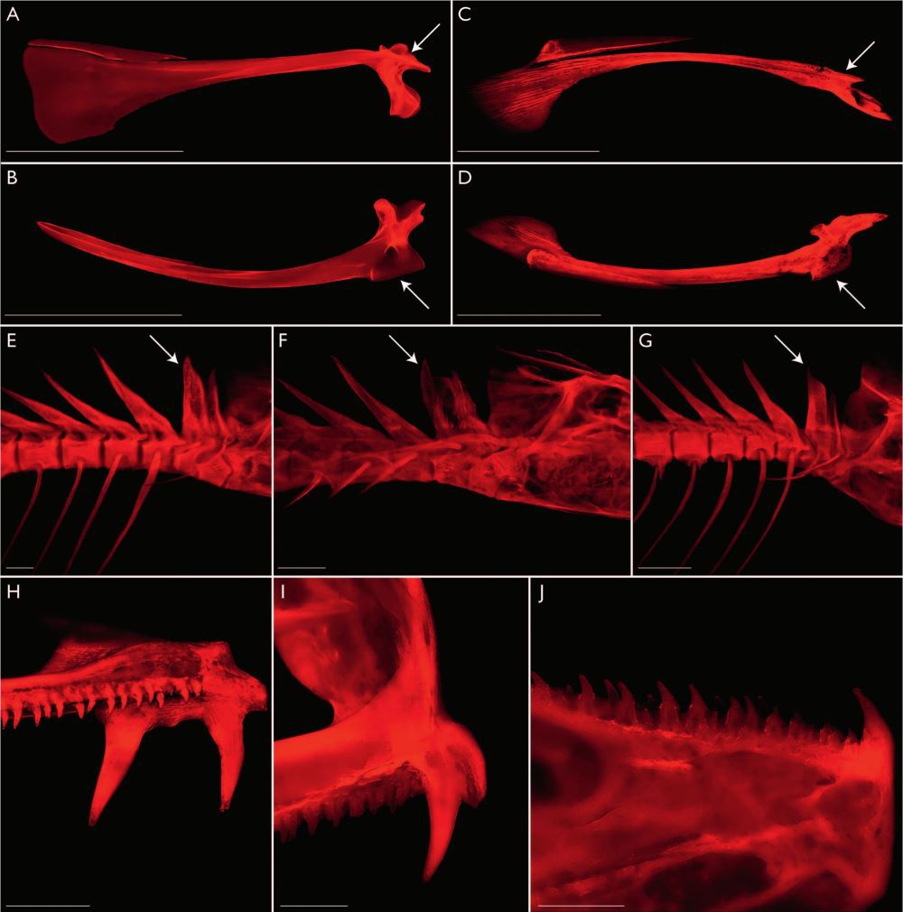 茜素紅染色的海馬骨架 茜素紅染色的海馬骨架