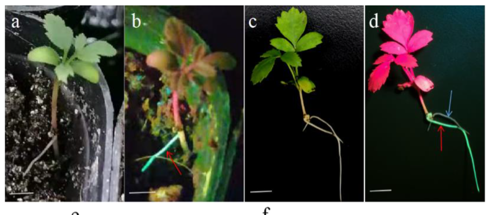 GFP在根係的表達