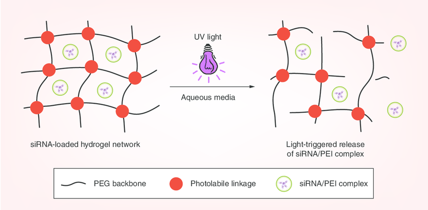 1669795358.png Schematic-showing-UV-triggered-degradation-of-hydrogels-and-the-subsequent-release-of.png