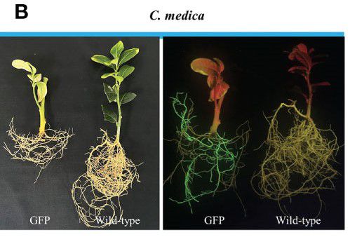 1669855645.jpg c.jpg