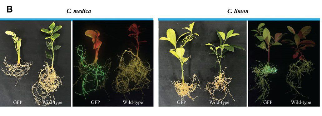 1669855664.jpg 1669855656.jpg