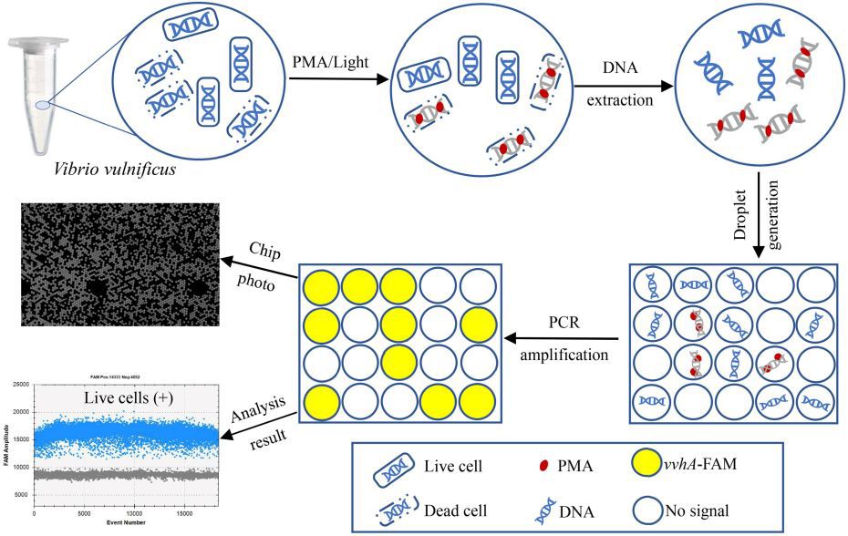PMA光解儀 PMA光解儀