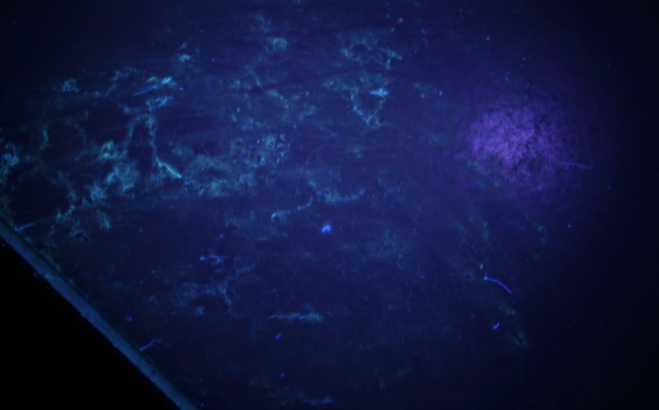 LUYOR-3160 LED黑光燈新鮮鼠尿