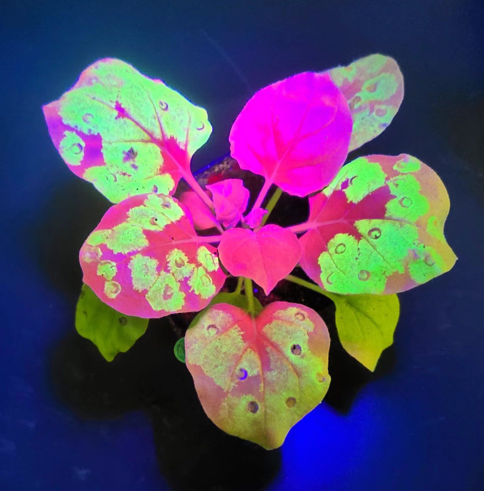 LUYOR-3415RG照射煙草葉片 LUYOR-3415RG照射煙草葉片