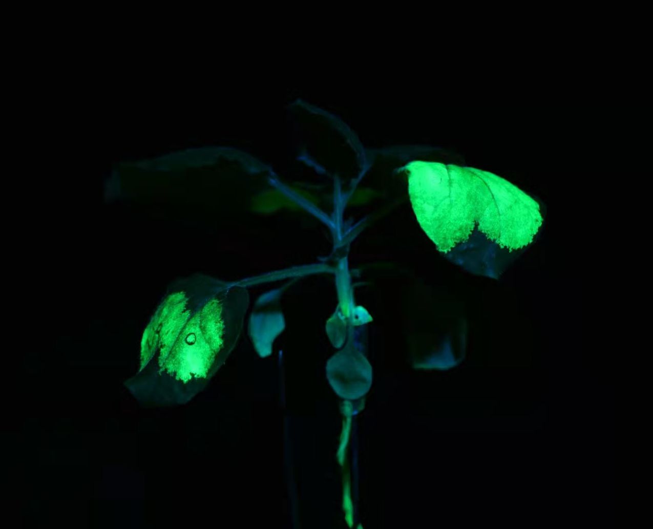 LUV-520A拍照濾鏡拍攝煙草葉片 LUV-520A拍照濾鏡拍攝煙草葉片