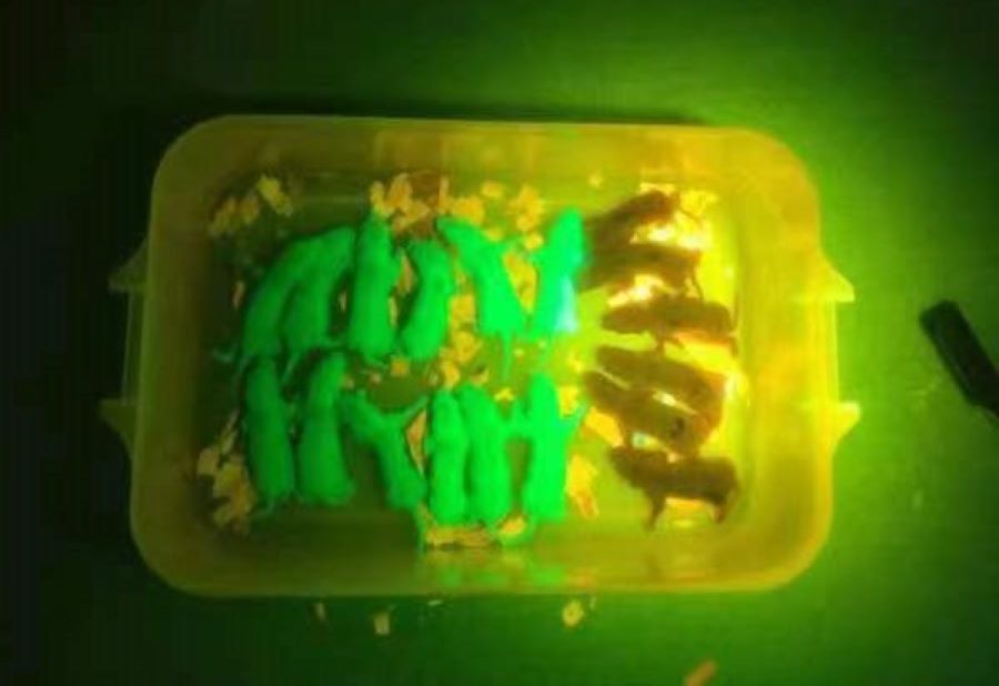 GFPfinder-2101RB熒光手電筒篩選GFP陽性的小鼠 GFPfinder-2101RB熒光手電筒篩選GFP陽性的小鼠